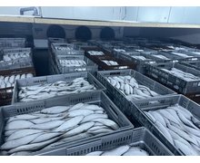 Poszukujemy firmy, która zbada zasadność obecnego systemu mrożenia ryb oraz pomoże dobrać urządzenia do bardziej efektywnego zamrażania ryb  - zdjęcie
