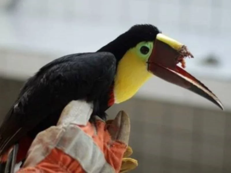 Technologia 3D pomoże tukanowi odzyskać zdrowie - zdjęcie