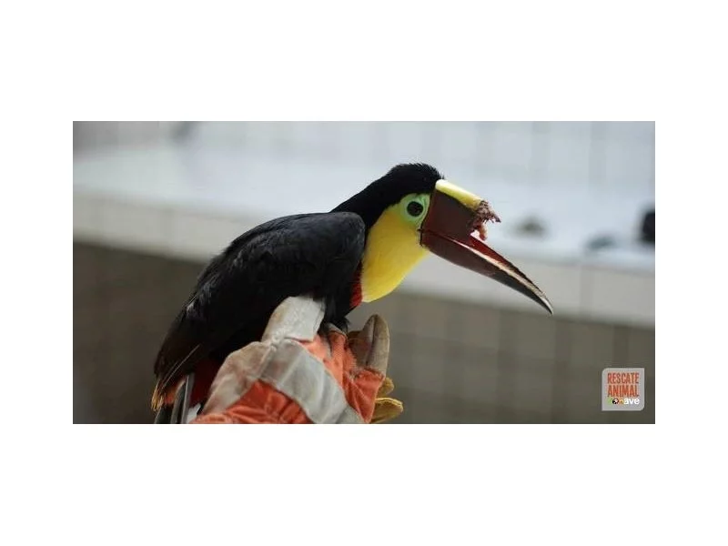 Technologia 3D pomoże tukanowi odzyskać zdrowie zdjęcie