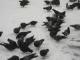 Innowacyjny BirdSystem na gołębie – odstrasza i nie rani - zdjęcie