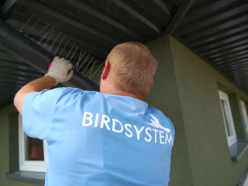 Naucz się odstraszać gołębie z BirdSystem – profesjonalny instruktaż - zdjęcie