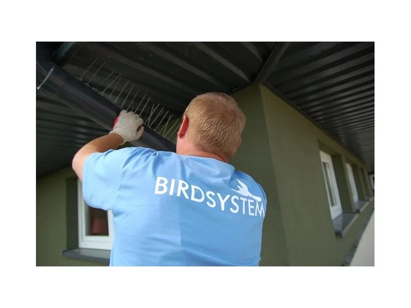 Naucz się odstraszać gołębie z BirdSystem &#8211; profesjonalny instruktaż zdjęcie