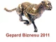 Wyróżnienie prestiżowym tytułem Gepardy Biznesu 2011 dla Amwin - zdjęcie