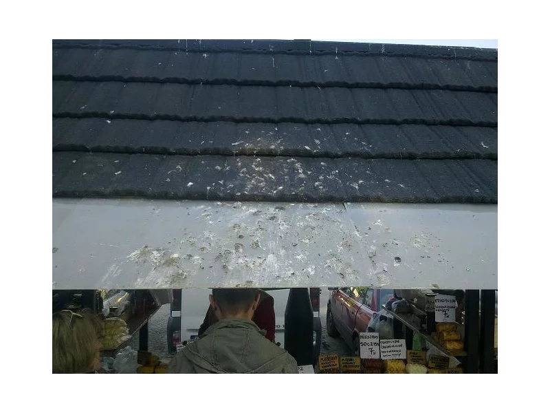 Bezpieczne siatki ochronią budynki przed gołębiami zdjęcie