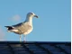 Jak chronić dach przed ptactwem? - zdjęcie