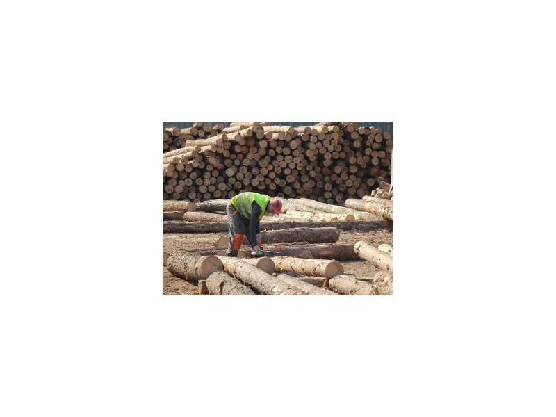 W Murowie stanie najdłuższa linia sortowania drewna w Europie zdjęcie