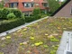 Nowe życie starego dachu - systemy lekkich zielonych dachów ekstensywnych Nophadrain - zdjęcie