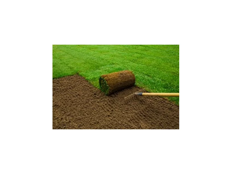 Zielony trawnik w jeden dzień - zalety trawy w rolkach zdjęcie