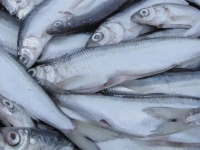 Projekt nowelizacji ustawy o rynku rybnym przyjęty przez Radę Ministrów - zdjęcie