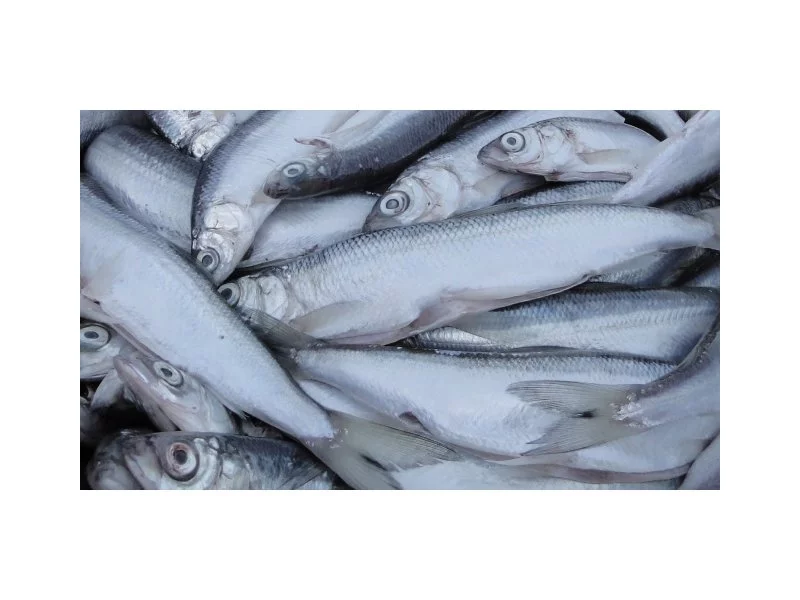 Projekt nowelizacji ustawy o rynku rybnym przyjęty przez Radę Ministrów zdjęcie