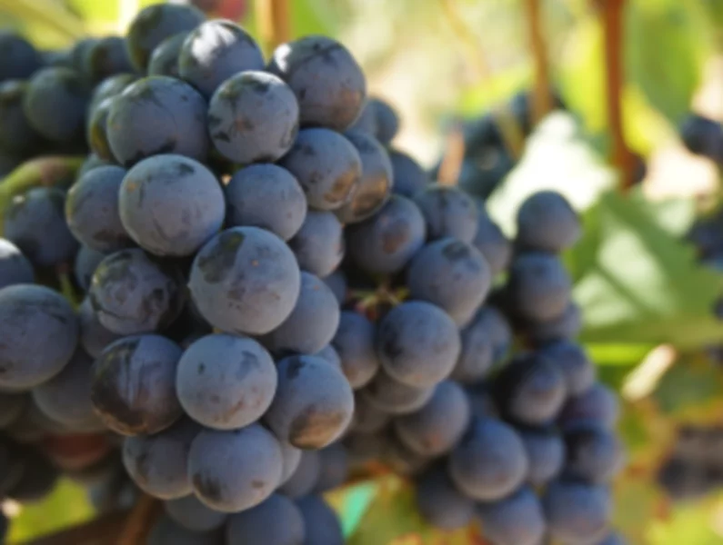 Ciemne winogrono metodą na zdrowie - zdjęcie