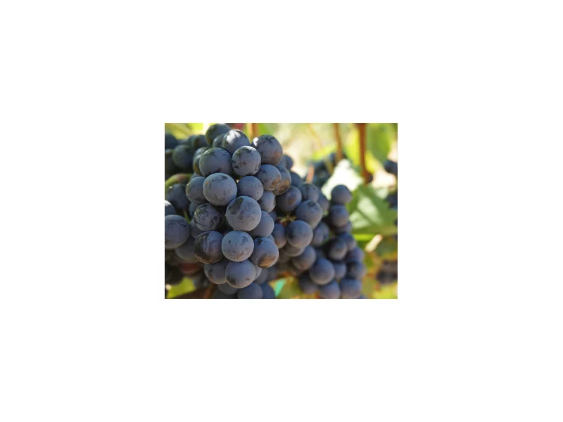 Ciemne winogrono metodą na zdrowie zdjęcie