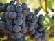 Ciemne winogrono metodą na zdrowie - zdjęcie