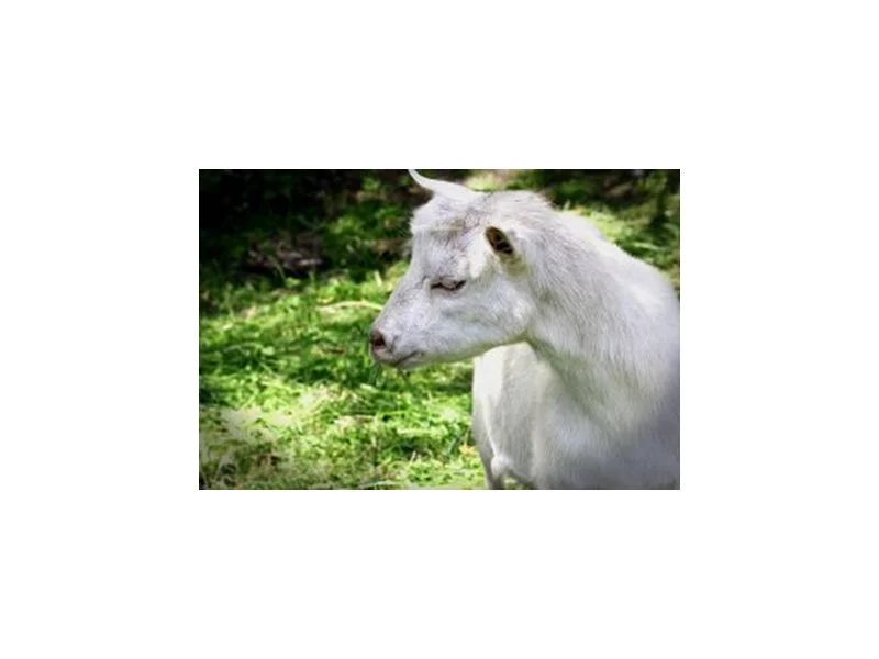 Sery kozie - smaczne, zdrowe i bez ryzyka alergii zdjęcie