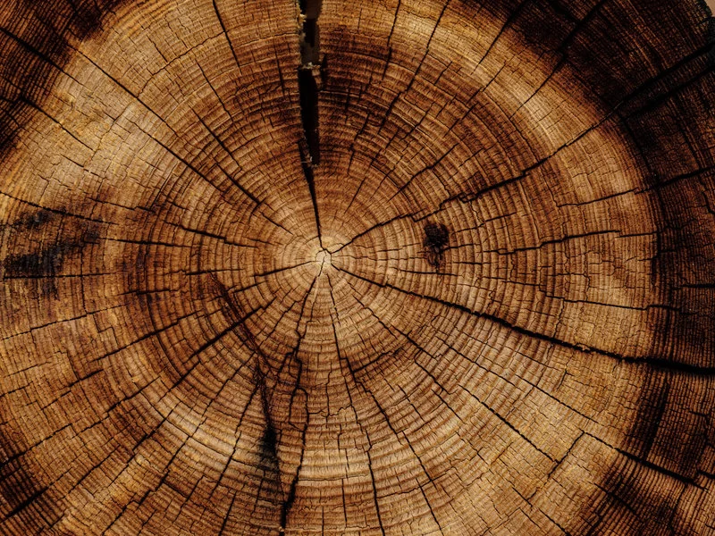 Olejowanie drewna - wszystko, co musisz wiedzieć! - zdjęcie