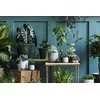 KRISPOL radzi: zadbaj o rośliny w swoim domu - zdjęcie