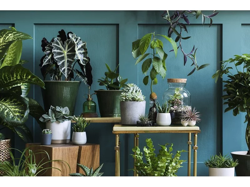 KRISPOL radzi: zadbaj o rośliny w swoim domu zdjęcie