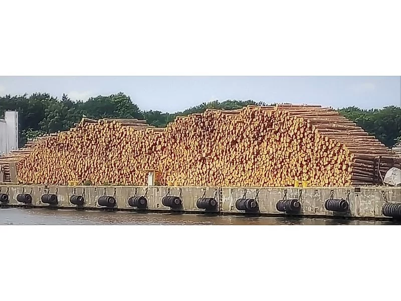 Skutki rekordowych cen drewna w Polsce będą opłakane zdjęcie
