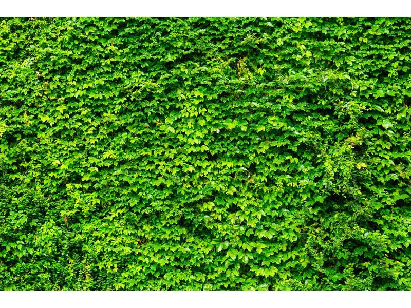 Grupa Azoty posadzi Zielone Ogrodzenie w ramach działań prośrodowiskowych zdjęcie