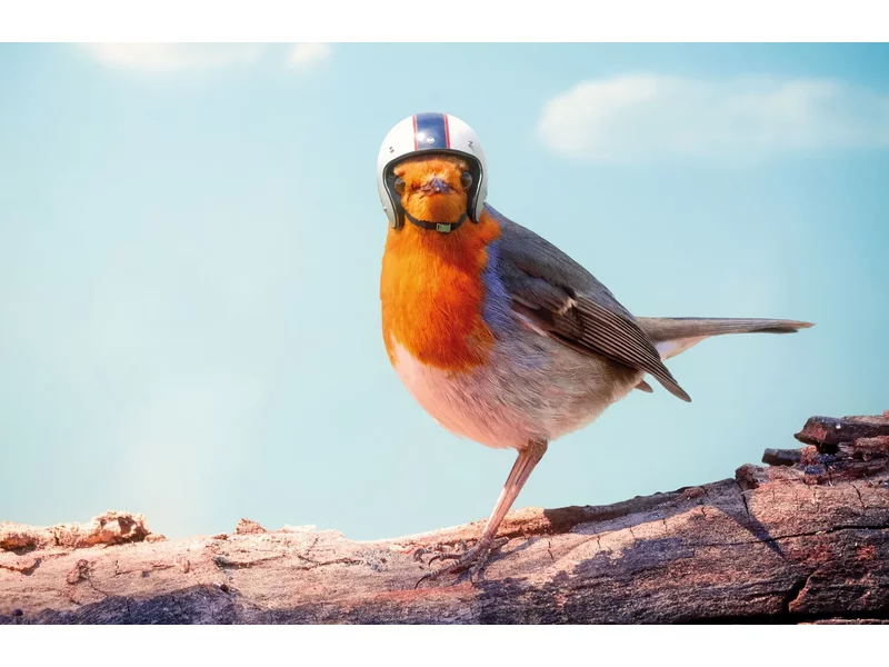 Sposoby ochrony ptaków zdjęcie