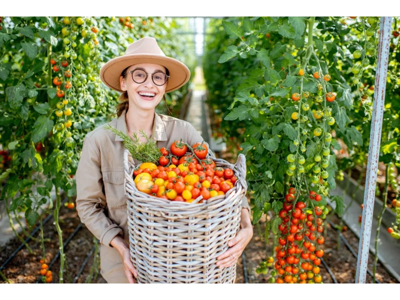 Raj dla miłośników pomidorów: Od nasion i sadzonek do przepysznych plonów! zdjęcie