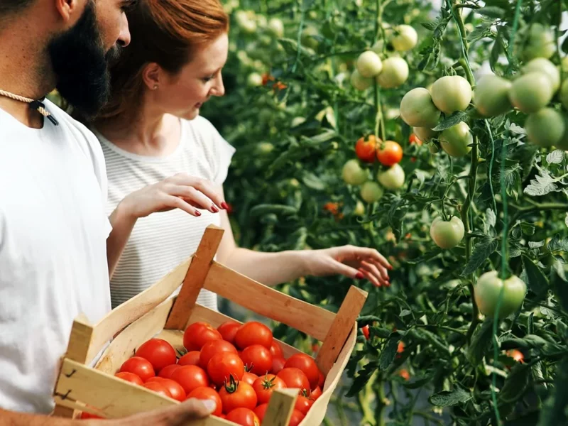 Nasiona, sadzonki, rozsady. Odkryj radość z uprawy własnych pomidorów – porady dla początkujących - zdjęcie