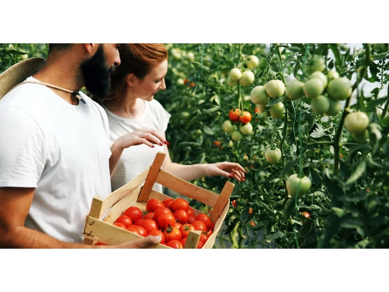 Nasiona, sadzonki, rozsady. Odkryj radość z uprawy własnych pomidorów – porady dla początkujących zdjęcie