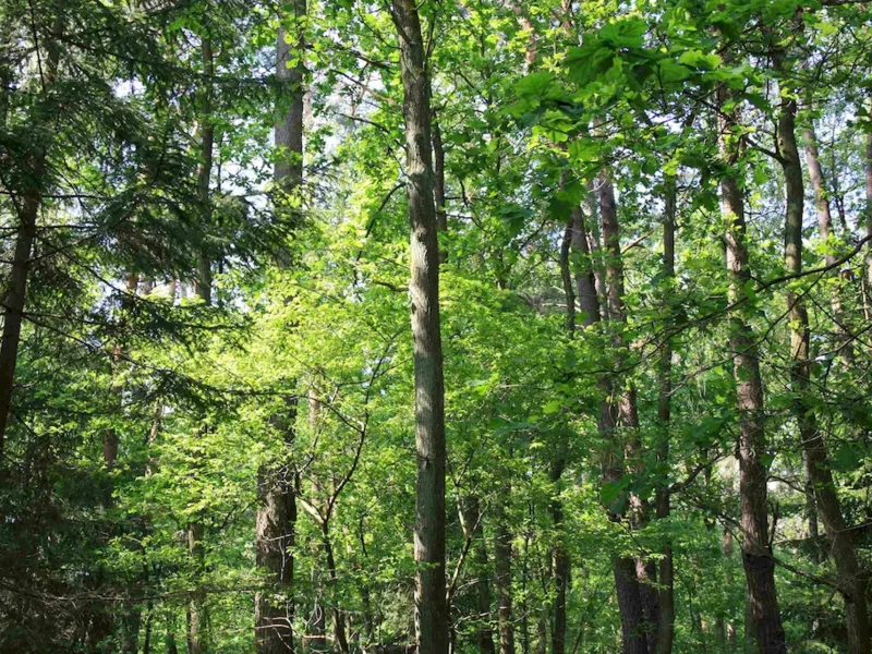 FSC publikuje nowy standard odpowiedzialnej gospodarki leśnej dla Polski - zdjęcie
