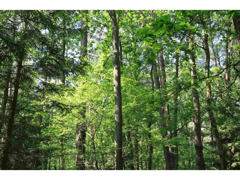 FSC publikuje nowy standard odpowiedzialnej gospodarki leśnej dla Polski zdjęcie