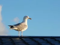 Jak chronić dach przed ptactwem Superdekarz