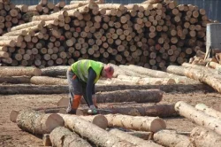 Najdłuższa linia sortowania drewna w Europie w Murowie