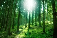 Zielone wnętrze – fundament zrównoważonego budownictwa