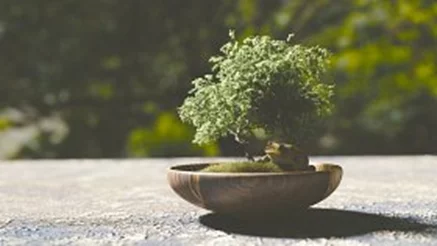 Wskazówki dla hodowców drzewek bonsai: podlewanie