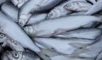 Projekt nowelizacji ustawy o rynku rybnym przyjety przez Rade Ministrow