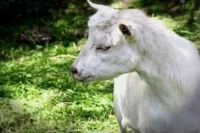 Sery kozie - smaczne, zdrowe i bez ryzyka alergii