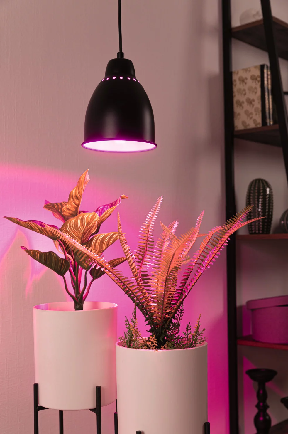 Rzucamy światło na rośliny w stylu „Urban Jungle”