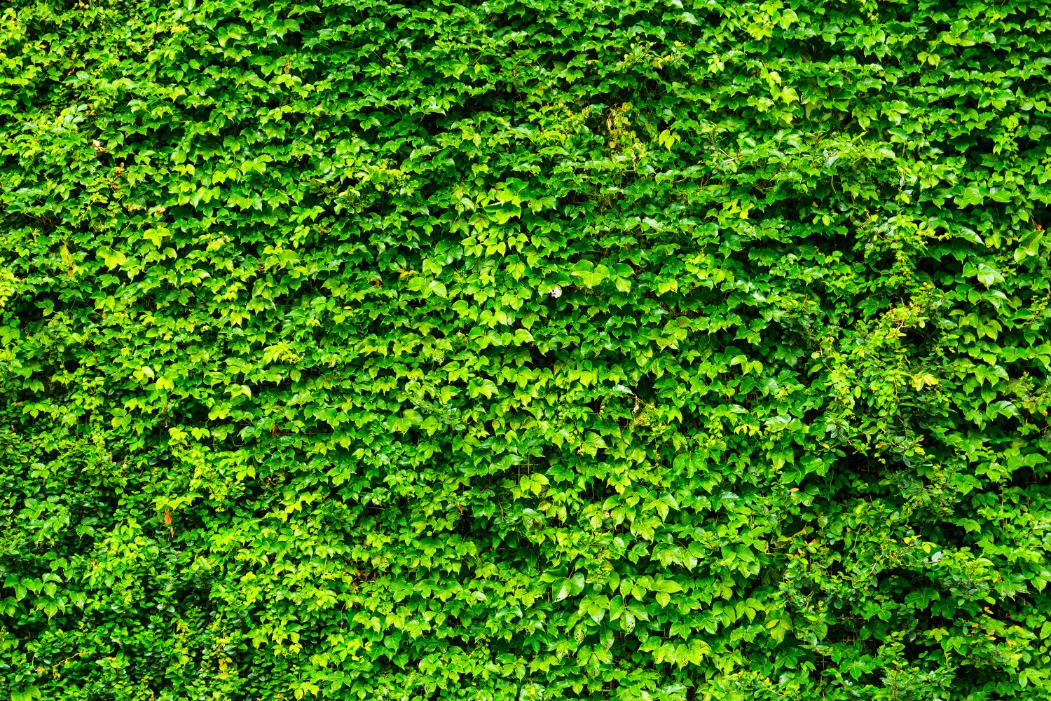 Grupa Azoty posadzi Zielone Ogrodzenie w ramach działań prośrodowiskowych