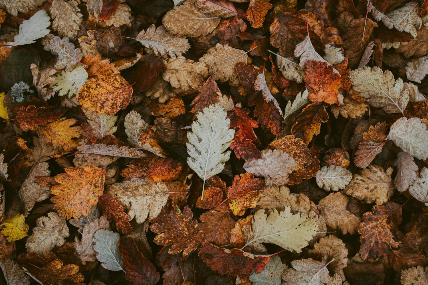 Dmuchawy do liści – czy przydadzą się podczas jesiennych prac?