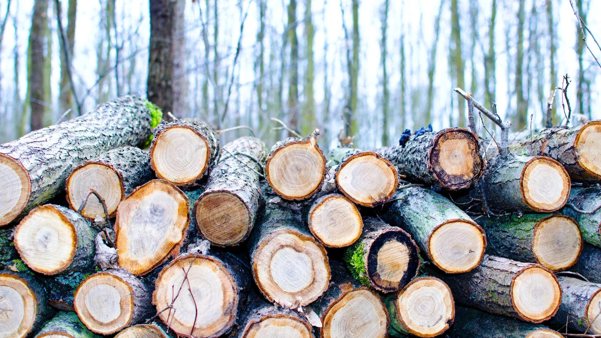 drewno, kłody, drewno leżące w lesie,  opał na zimę
