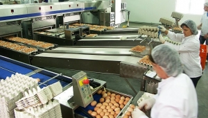 Sortowanie jaj w zakładzie pakowni i sortowni jaj firmy AGRO-FERMA